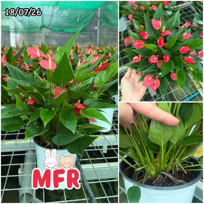 Anthurium andraeanum MFR (multiple stem) — rare Anthurium andraeanum plant from Thailand