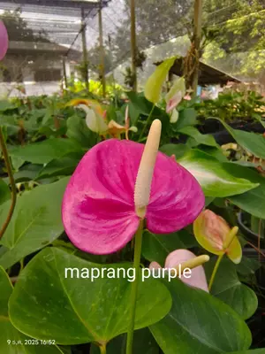 Anthurium andraeanum Maprang Purple (single stem) — rare Anthurium andraeanum plant from Thailand