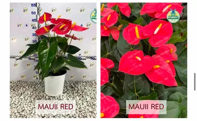 Anthurium andraeanum Mauii Red (multiple stem) — rare Anthurium andraeanum plant from Thailand
