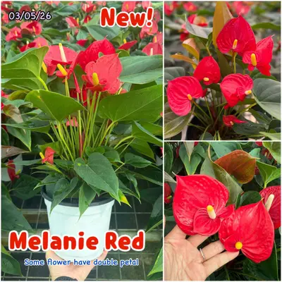 Anthurium andraeanum Melanie Red (multiple stem) — rare Anthurium andraeanum plant from Thailand