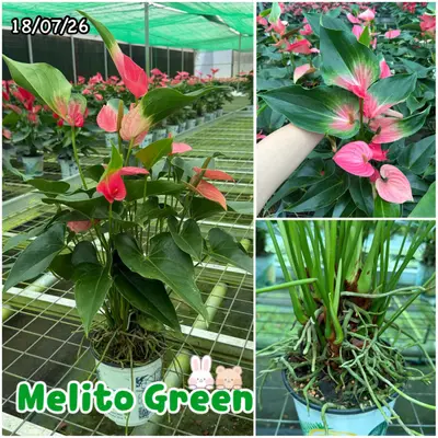 Anthurium andraeanum Melito Green (multiple stem) — rare Anthurium andraeanum plant from Thailand