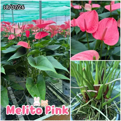 Anthurium andraeanum Melito Pink (multiple stem) — rare Anthurium andraeanum plant from Thailand