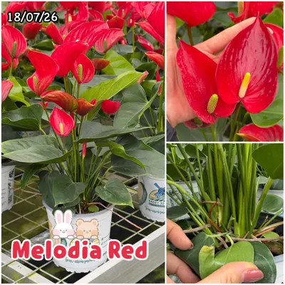 Anthurium andraeanum Melodia Red (multiple stem) — rare Anthurium andraeanum plant from Thailand
