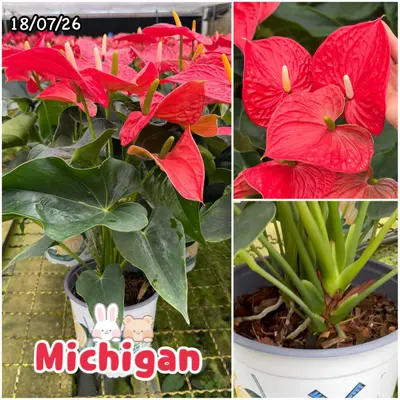 Anthurium andraeanum Michigan (multiple stem) — rare Anthurium andraeanum plant from Thailand