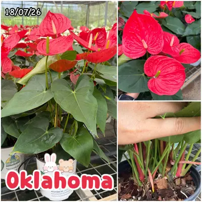 Anthurium andraeanum Oklahoma (multiple stem) — rare Anthurium andraeanum plant from Thailand