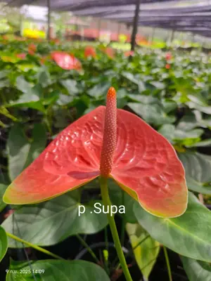 Anthurium andraeanum P.Supa (single stem) — rare Anthurium andraeanum plant from Thailand