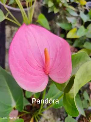 Anthurium andraeanum Pandora (single stem) — rare Anthurium andraeanum plant from Thailand