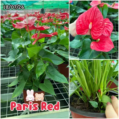 Anthurium andraeanum Paris Red (multiple stem) — rare Anthurium andraeanum plant from Thailand