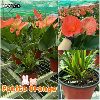 Anthurium andraeanum Perito Orange (multiple stem) — rare Anthurium andraeanum plant from Thailand