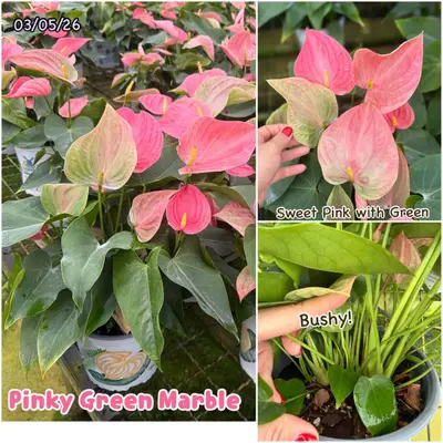 Anthurium andraeanum Pinky Green Marble (multiple stem) — rare Anthurium andraeanum plant from Thailand