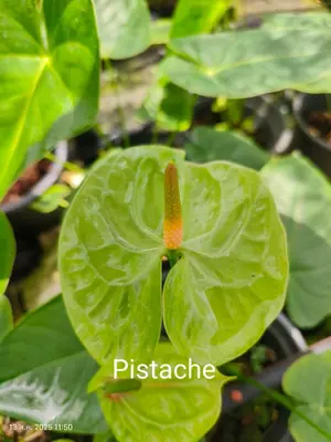 Anthurium andraeanum Pistache (single stem) — rare Anthurium andraeanum plant from Thailand
