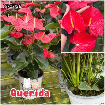 Anthurium andraeanum Querida (multiple stem) — rare Anthurium andraeanum plant from Thailand