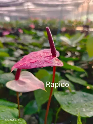 Anthurium andraeanum Rapido (single stem) — rare Anthurium andraeanum plant from Thailand