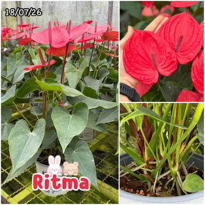 Anthurium andraeanum Ritma (multiple stem) — rare Anthurium andraeanum plant from Thailand