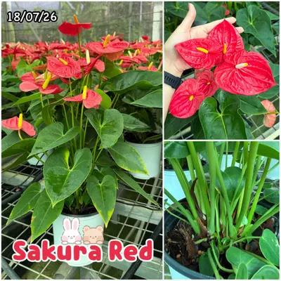 Anthurium andraeanum Sakura Red (multiple stem) — rare Anthurium andraeanum plant from Thailand