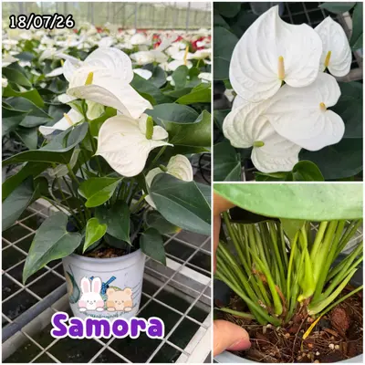 Anthurium andraeanum Samora (multiple stem) — rare Anthurium andraeanum plant from Thailand