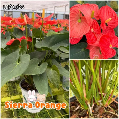 Anthurium andraeanum Sierra Orange (multiple stem) — rare Anthurium andraeanum plant from Thailand
