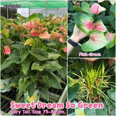 Anthurium andraeanum Sweet Dream So Green (multiple stem) — rare Anthurium andraeanum plant from Thailand