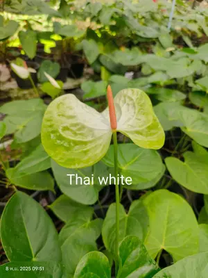 Anthurium andraeanum Thai White (single stem) — rare Anthurium andraeanum plant from Thailand