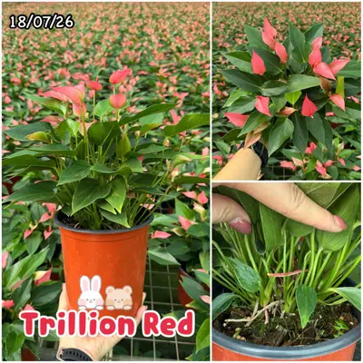 Anthurium andraeanum Trillion Red (multiple stem) — rare Anthurium andraeanum plant from Thailand