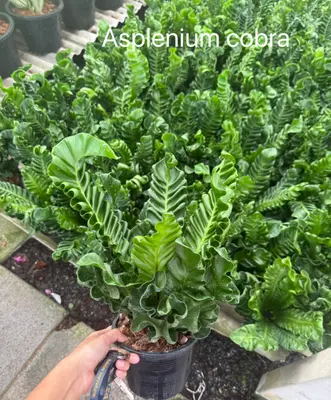 Asplenium cobra — rare Asplenium plant from Thailand