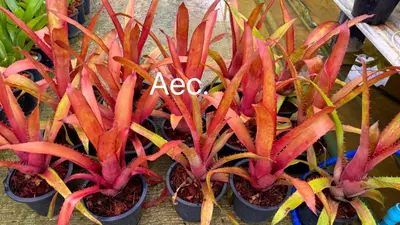 Bromeliad Aec. — rare Bromeliad plant from Thailand