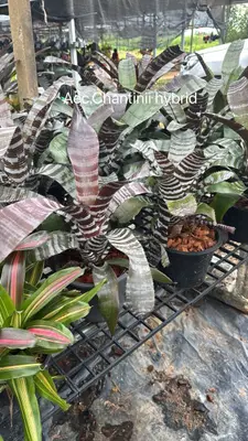Bromeliad Aec. Chantinii Hybrid — rare Bromeliad plant from Thailand