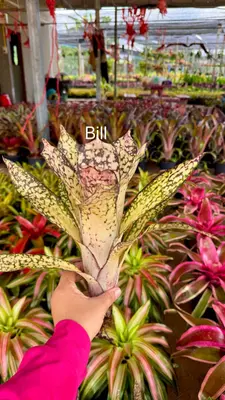 Bromeliad Bill — rare Bromeliad plant from Thailand