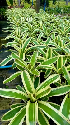 Bromeliad Blast — rare Bromeliad plant from Thailand