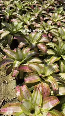 Bromeliad Buster Sweet — rare Bromeliad plant from Thailand