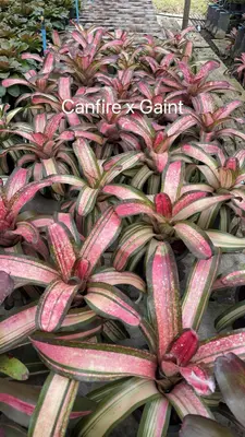 Bromeliad Canfire x Gaint — rare Bromeliad plant from Thailand