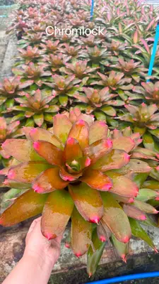 Bromeliad Chromlock — rare Bromeliad plant from Thailand