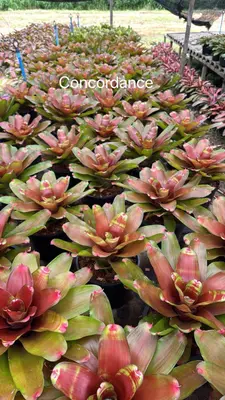 Bromeliad Concordance — rare Bromeliad plant from Thailand