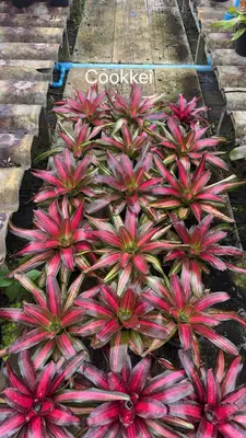 Bromeliad Cookkei — rare Bromeliad plant from Thailand