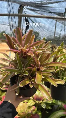 Bromeliad Donger — rare Bromeliad plant from Thailand