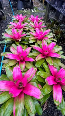 Bromeliad Donna — rare Bromeliad plant from Thailand