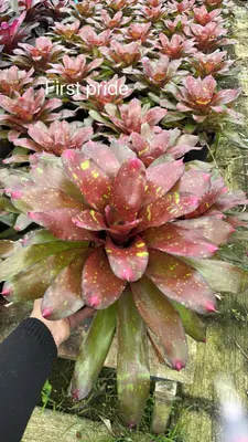 Bromeliad First Pride — rare Bromeliad plant from Thailand