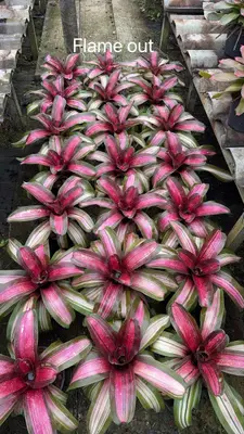 Bromeliad Flame Out — rare Bromeliad plant from Thailand