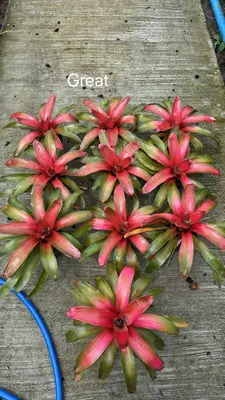 Bromeliad Great — rare Bromeliad plant from Thailand
