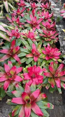 Bromeliad Green Apple — rare Bromeliad plant from Thailand