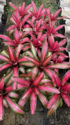 Bromeliad I Wan It — rare Bromeliad plant from Thailand