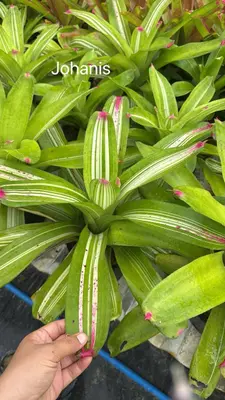 Bromeliad Johanis — rare Bromeliad plant from Thailand