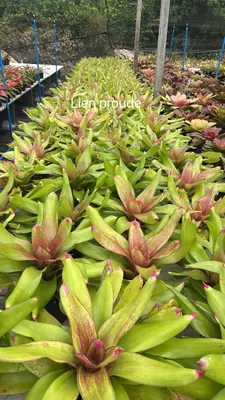 Bromeliad Lien Proude — rare Bromeliad plant from Thailand