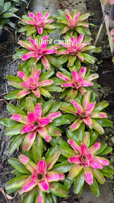 Bromeliad Lila x Candy — rare Bromeliad plant from Thailand