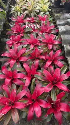 Bromeliad Magali — rare Bromeliad plant from Thailand