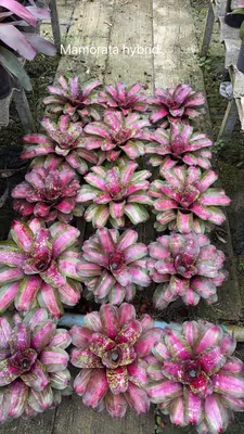 Bromeliad Mamorata Hybrid — rare Bromeliad plant from Thailand