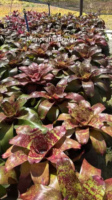 Bromeliad Menorah's No Var. — rare Bromeliad plant from Thailand