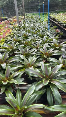 Bromeliad Namasaka — rare Bromeliad plant from Thailand