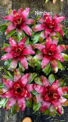 Bromeliad Nimbas — rare Bromeliad plant from Thailand