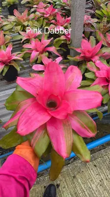 Bromeliad Pink Dabber — rare Bromeliad plant from Thailand